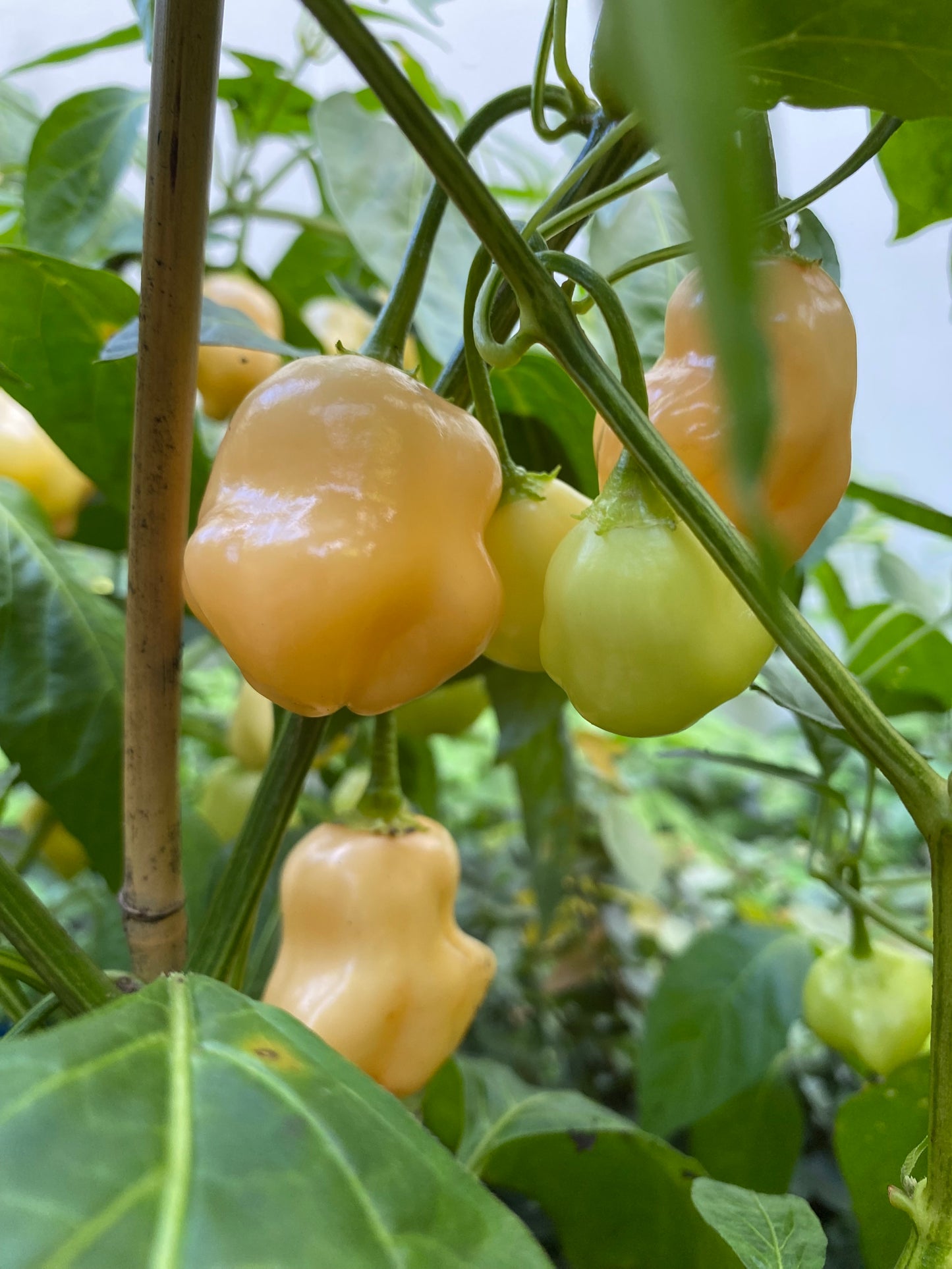 Seeds - Aji Fantasy Peach