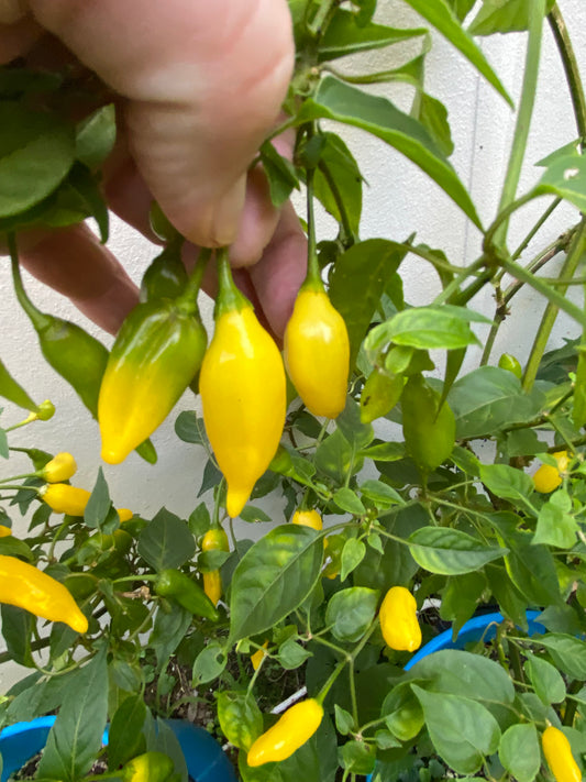 Seeds - Aji Pineapple