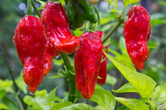 Seeds - Bhut Jolokia
