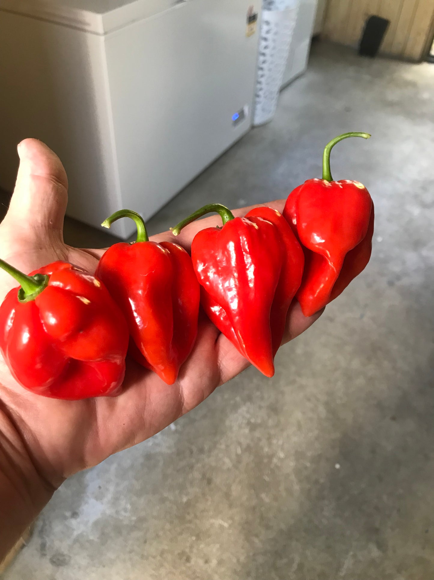 Seeds - Habanero Red