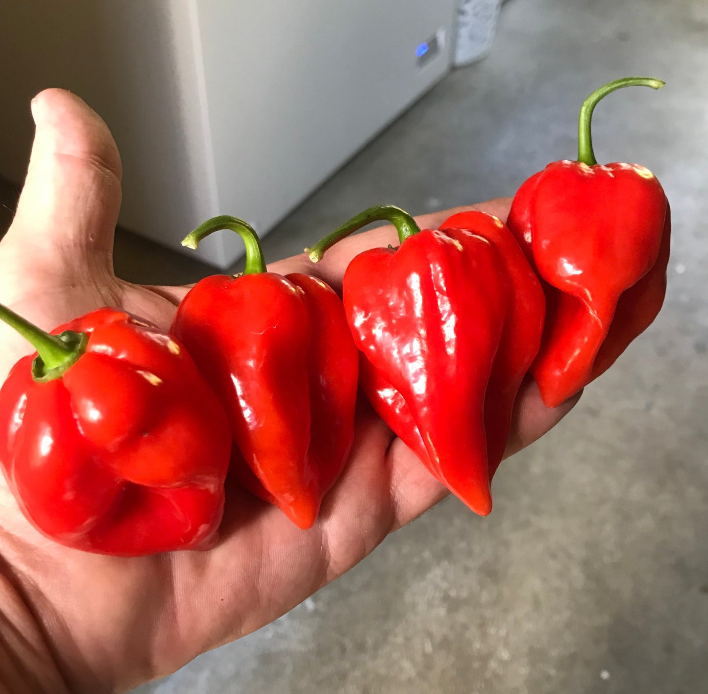 Seeds - Habanero Red