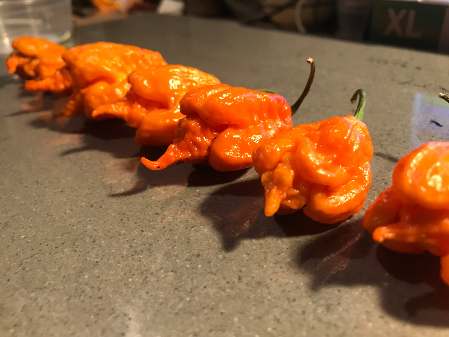 Seeds - JayBoc Orange