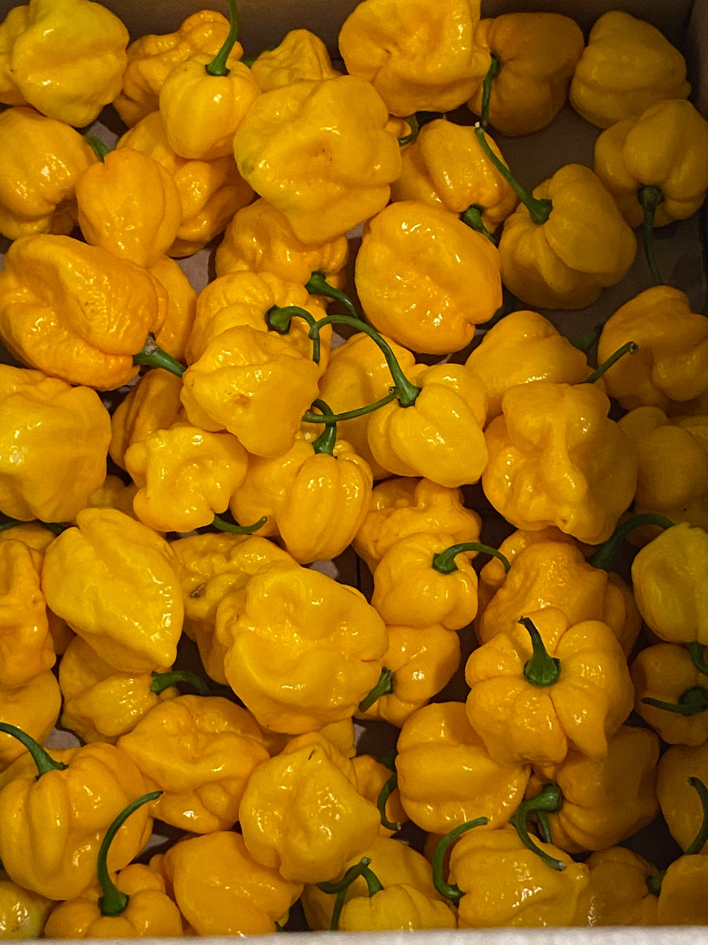 Seeds - 7 Pot Yellow