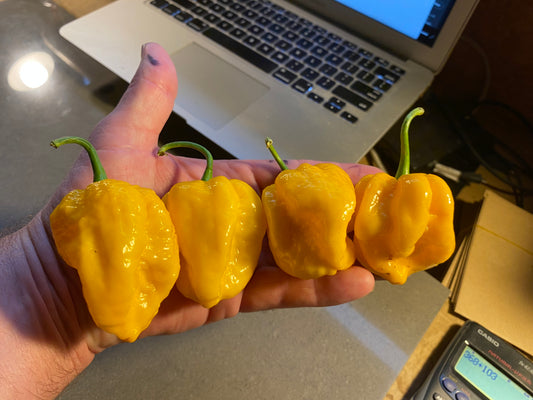 Seeds - 7 Pot Yellow