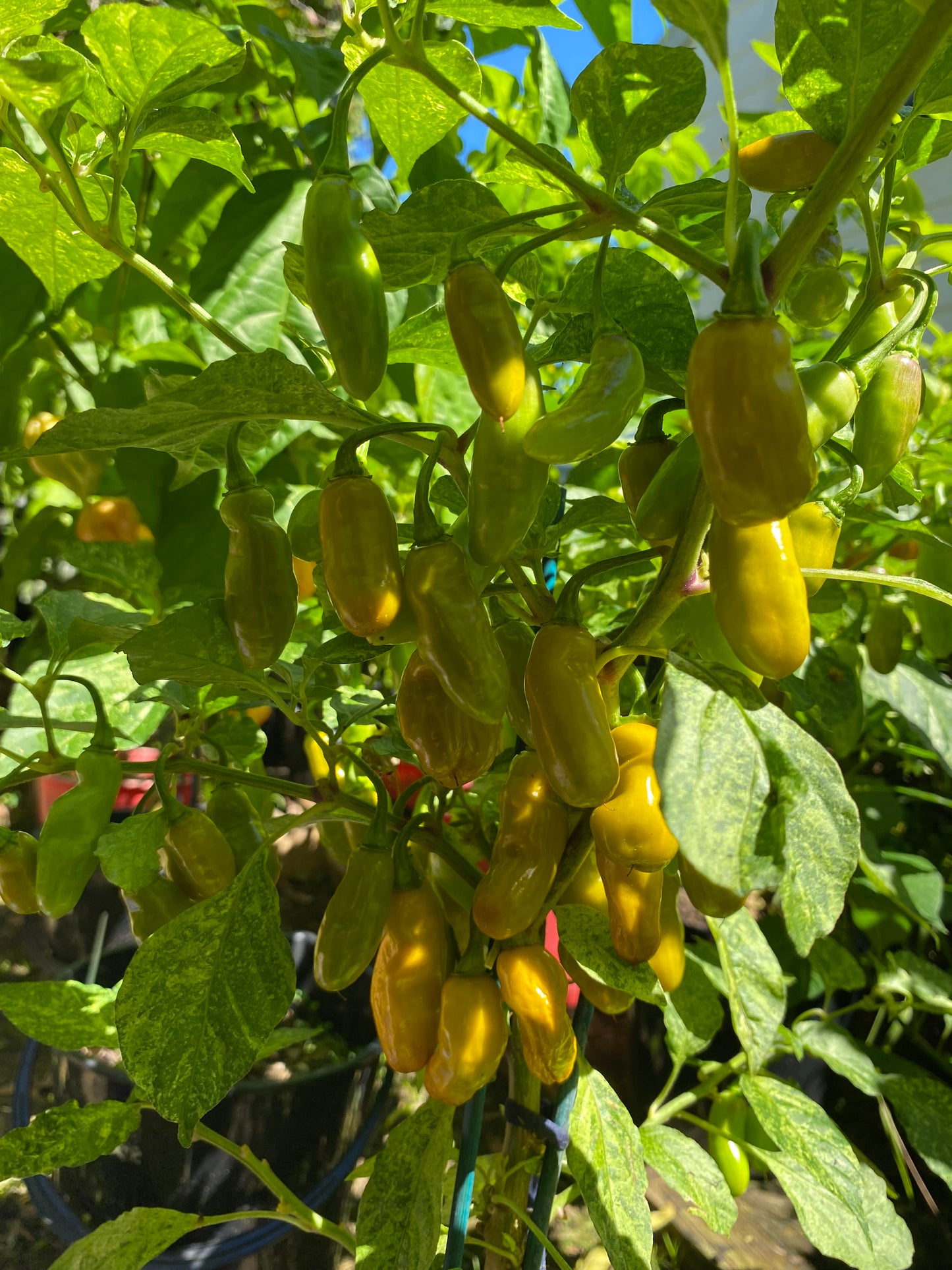 Seeds - TMLH x Ninfadora Mustard (variegated)