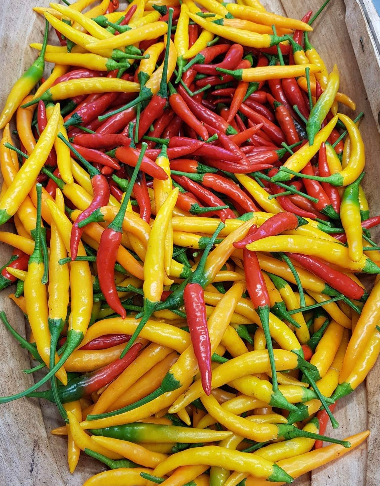 Seeds - Birds Eye Yellow