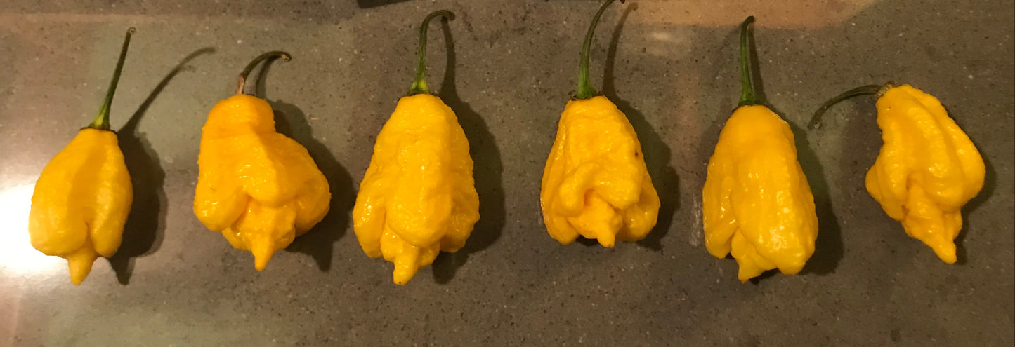 Seeds - JayBoc Yellow