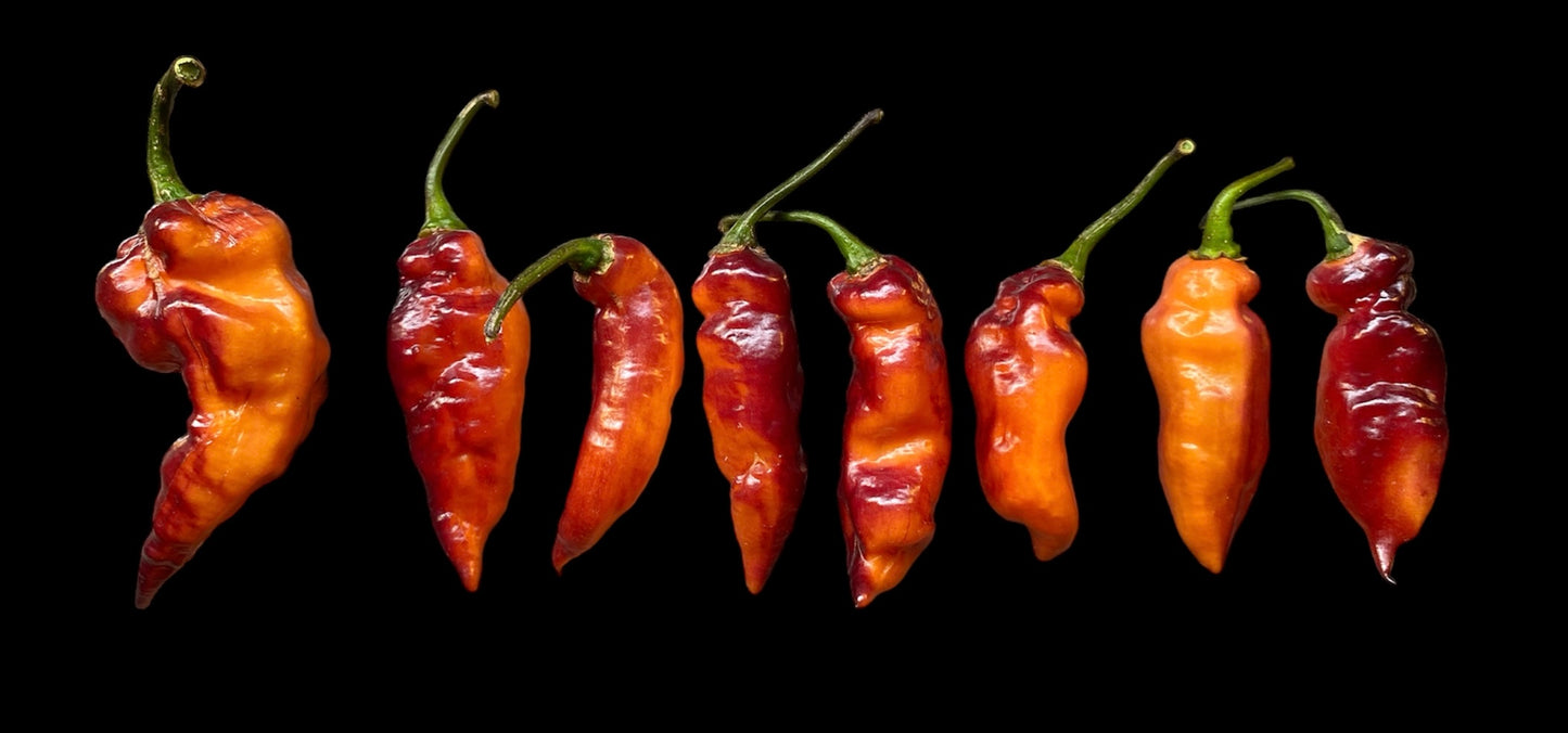 Seeds - Orange Shark