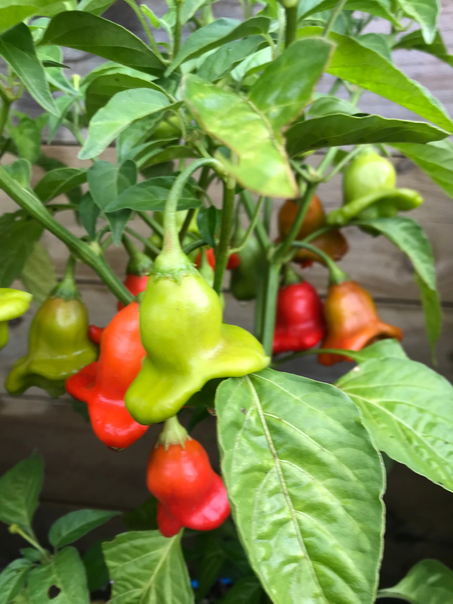 Seeds - Bishops Crown