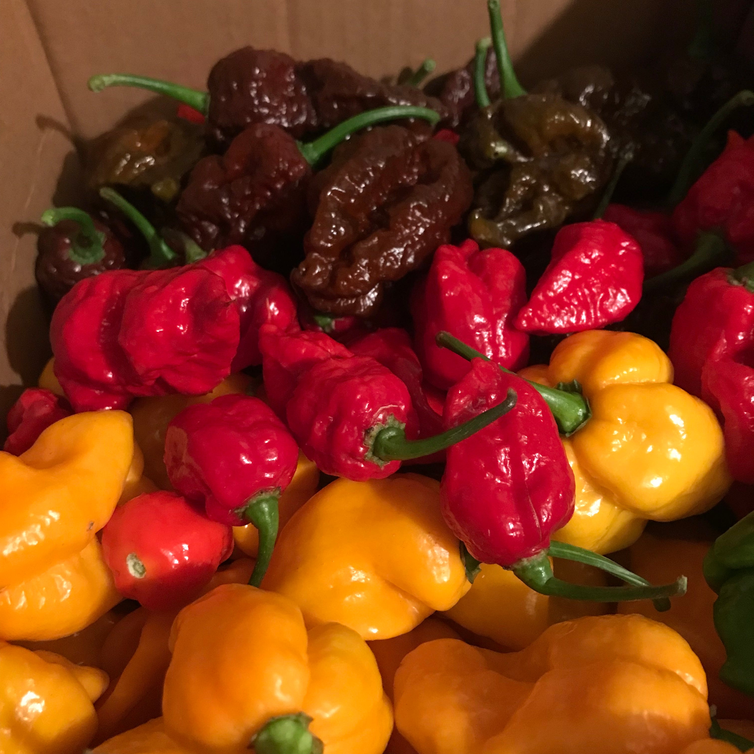 MIXED FRESH CHILLI PODS. SUPER HOT CHILLIES