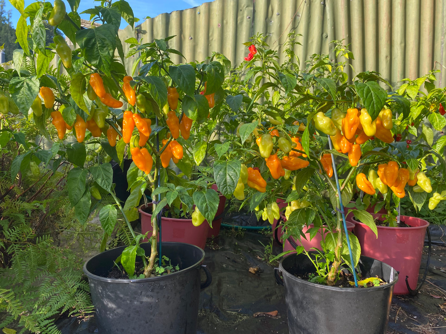 Seeds - Habanero Yellow Lantern