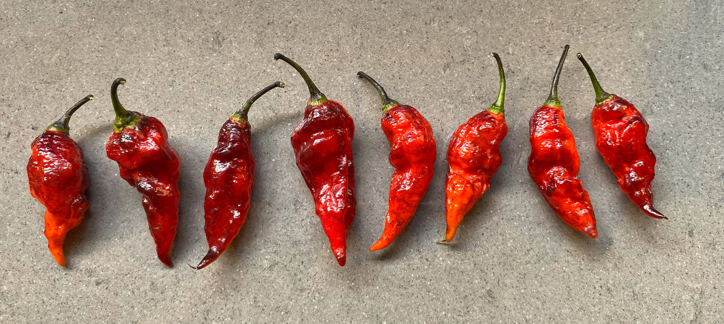 Seeds - Pimenta Leopard