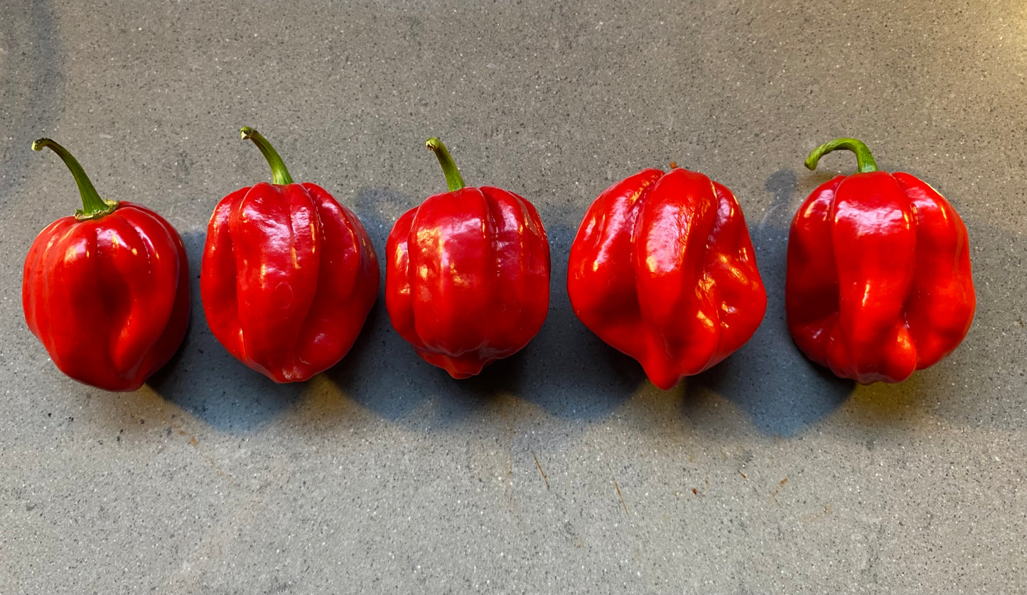 Seeds - Yaki Blue x Neils Smooth Scorpion