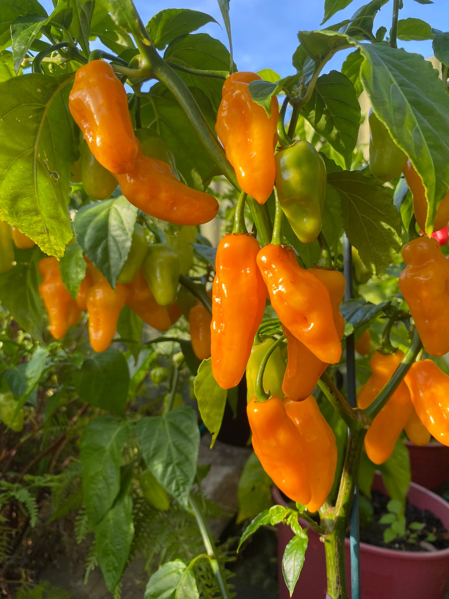 Seeds - Habanero Yellow Lantern