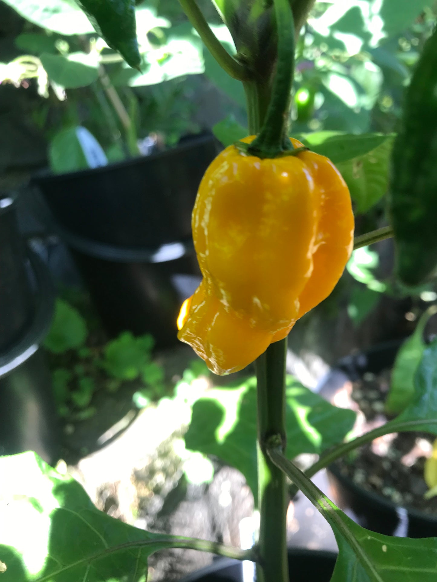 Seeds - Habanero Yellow