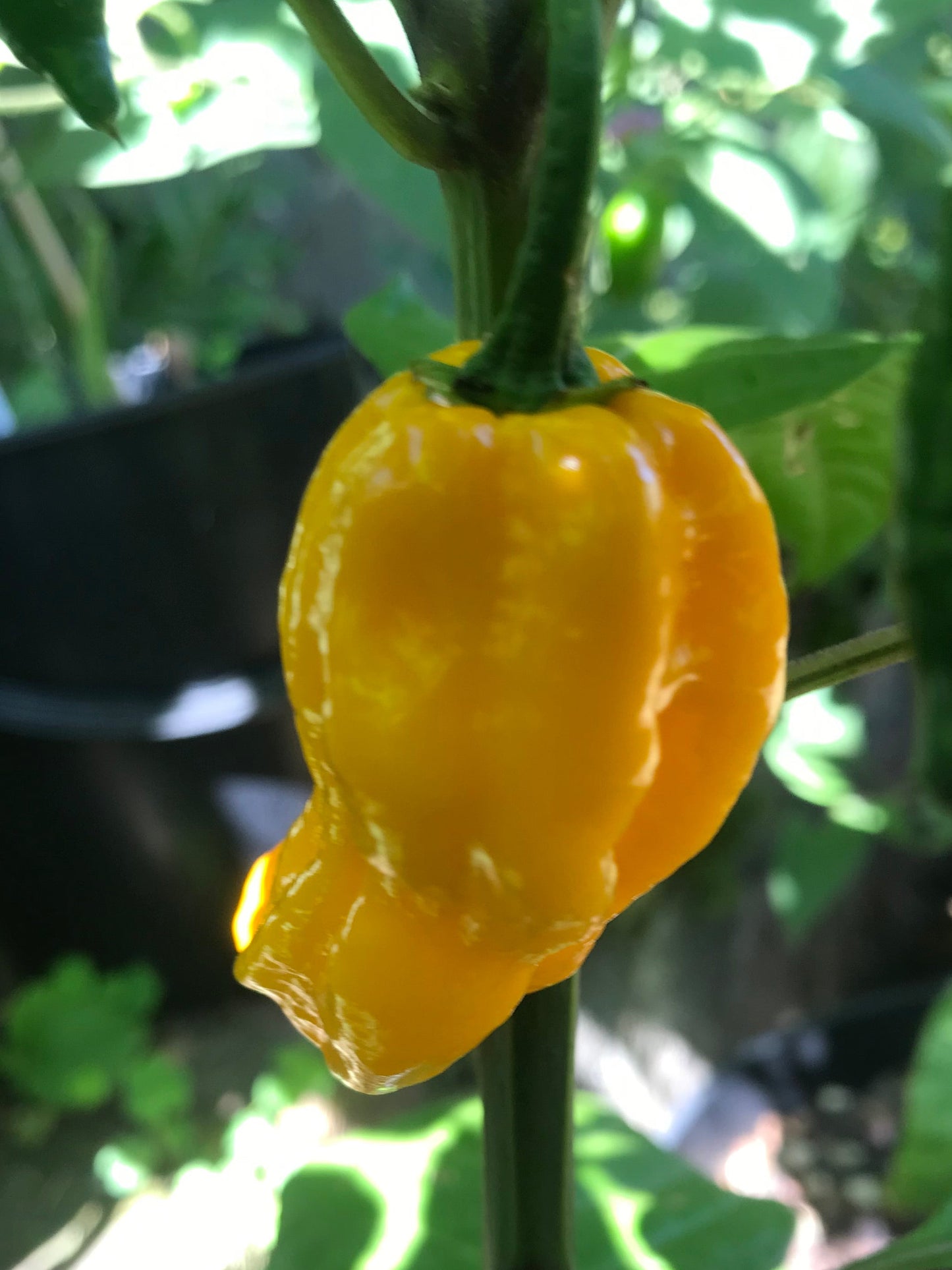 Seeds - Habanero Yellow