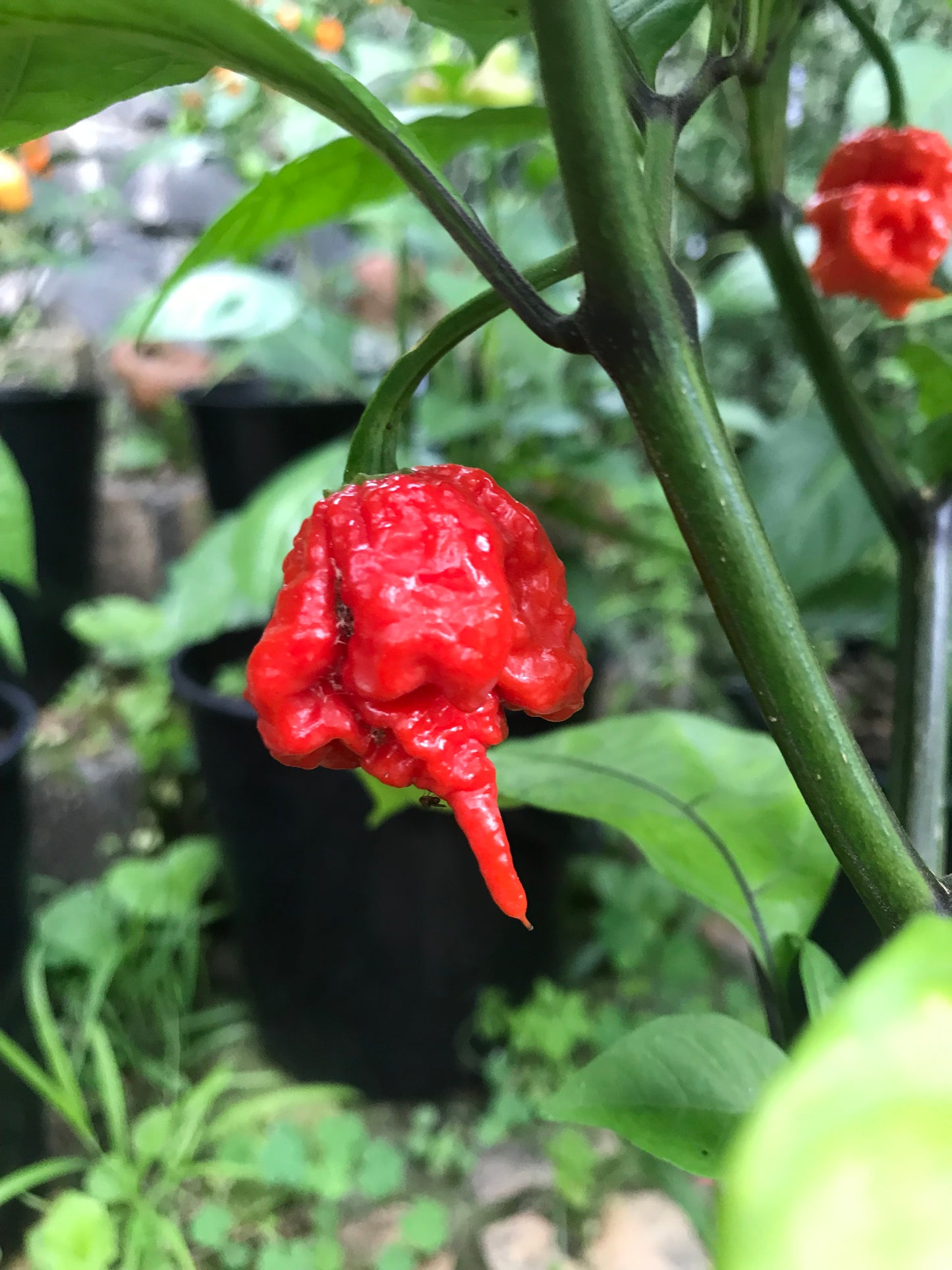 Seeds - Carolina Reaper