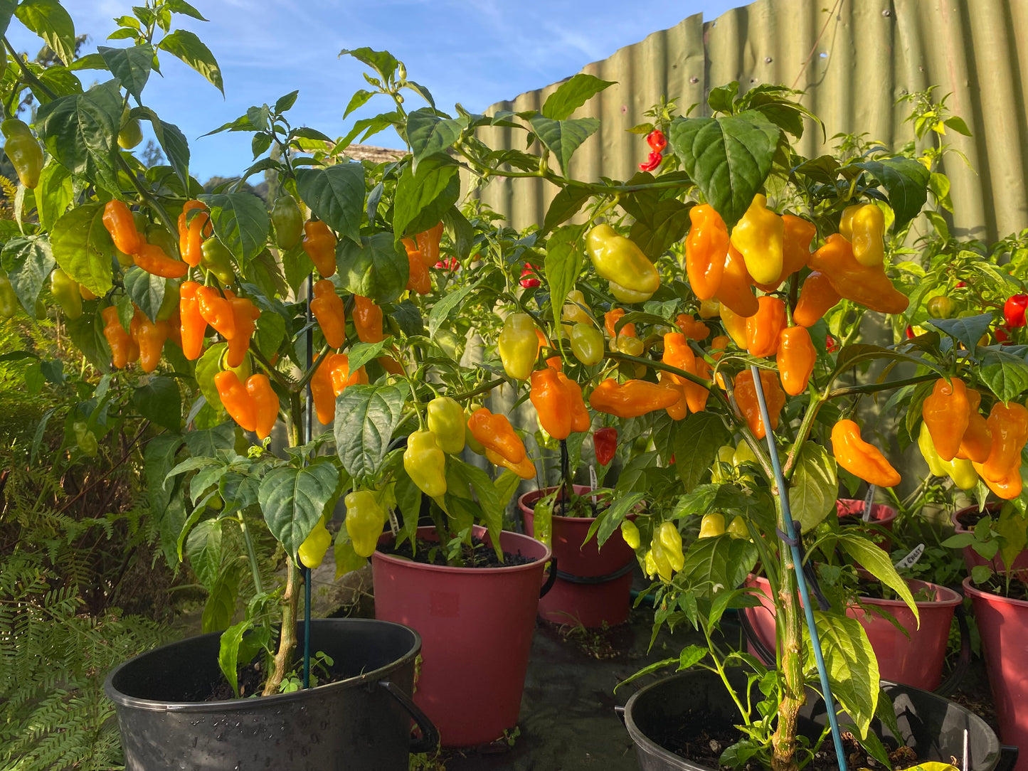 Seeds - Habanero Yellow Lantern