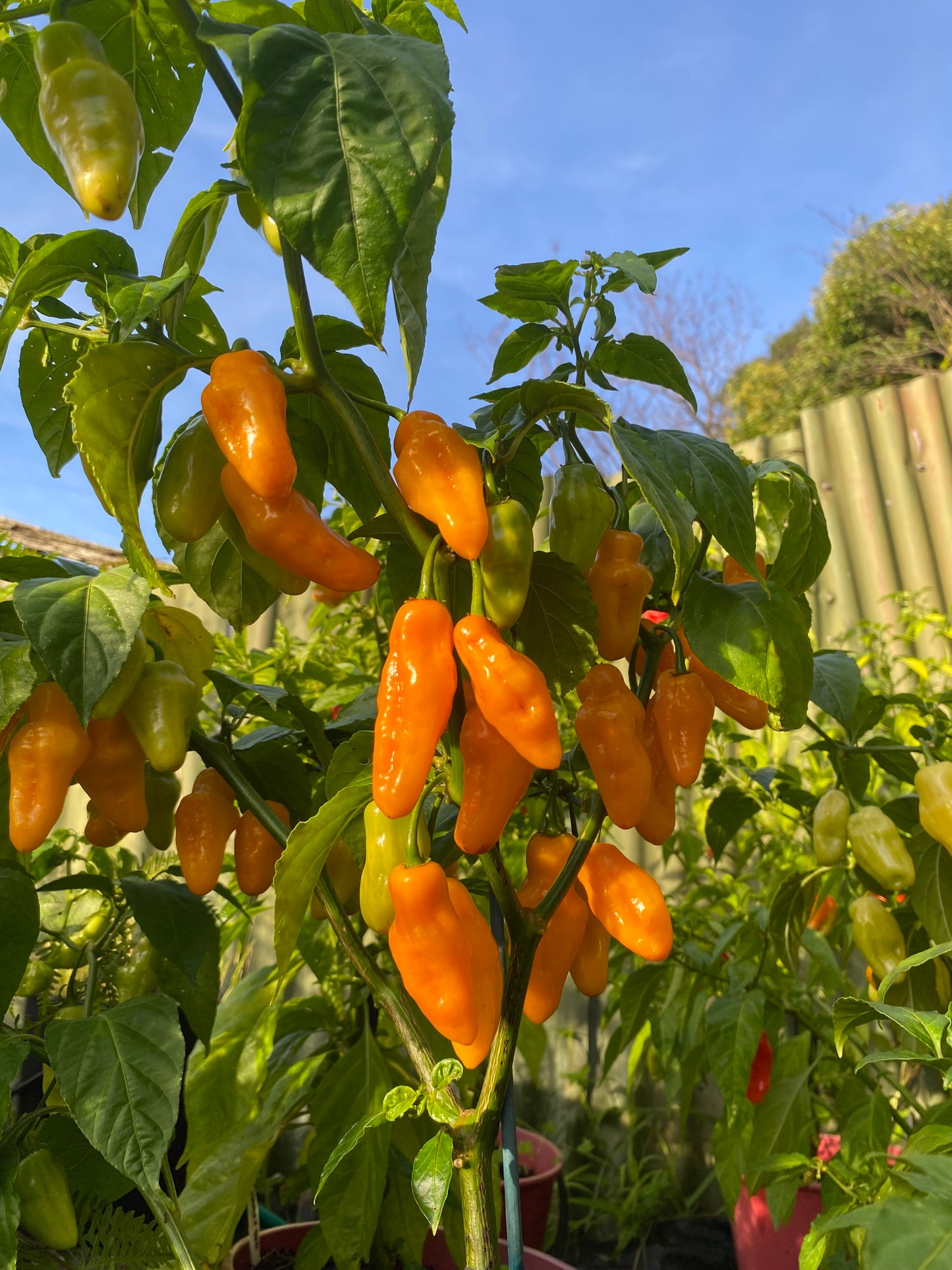 Seeds - Habanero Yellow Lantern