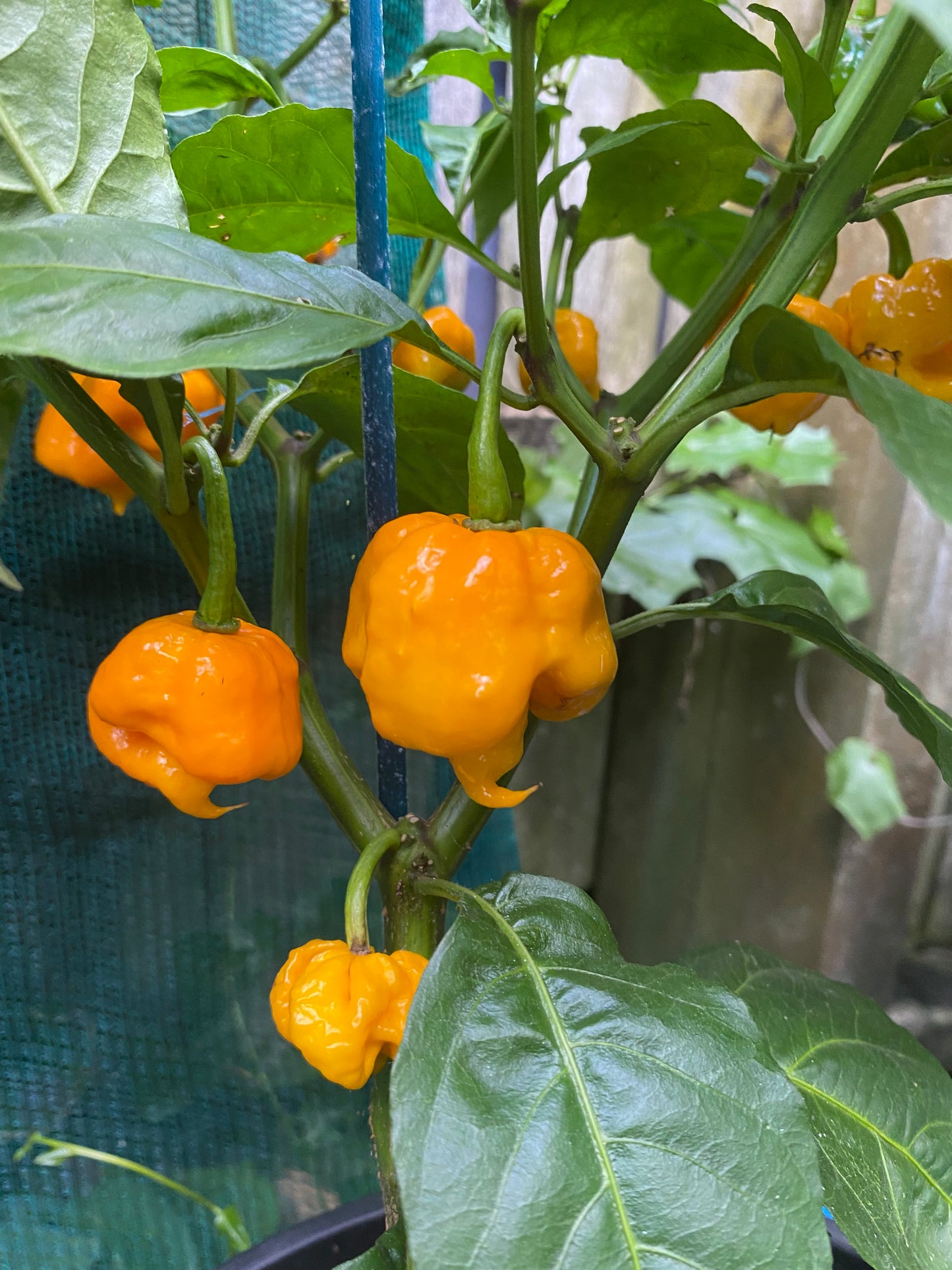 Seeds - 7 Pot Primo - The God Stopper