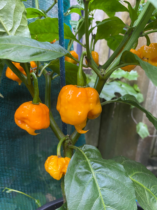 Seeds - 7 Pot Primo - The God Stopper