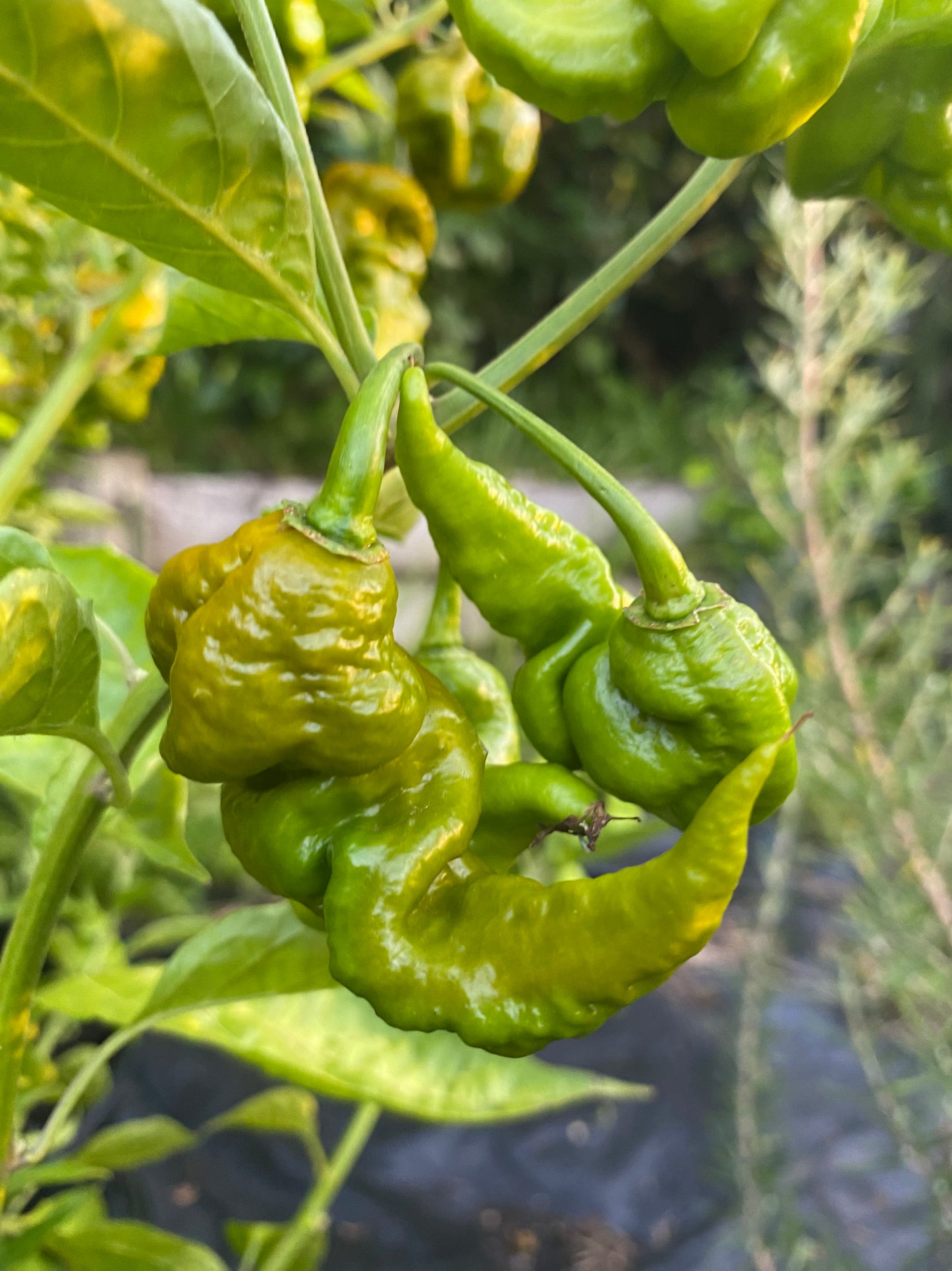 Seeds - Gator Jigsaw