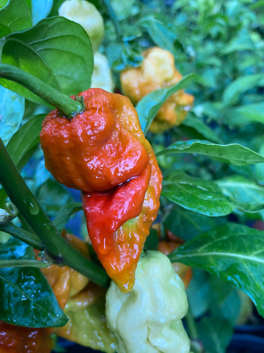 Seeds - Bhut Jolokia Caramel