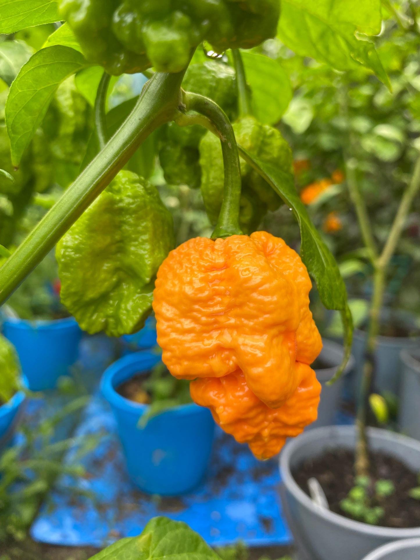 Seeds - Big Peach Mamma