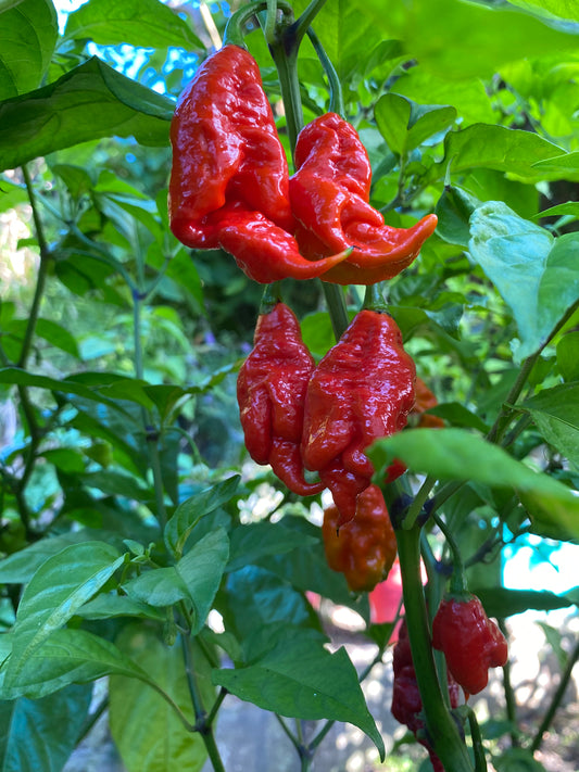 Seeds - Carolina Reaper x SRTSL