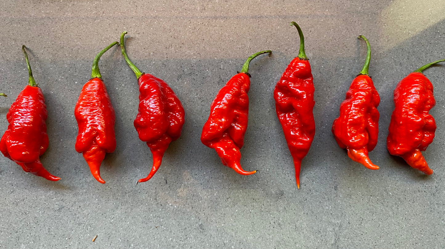 Seeds - Carolina Reaper x SRTSL