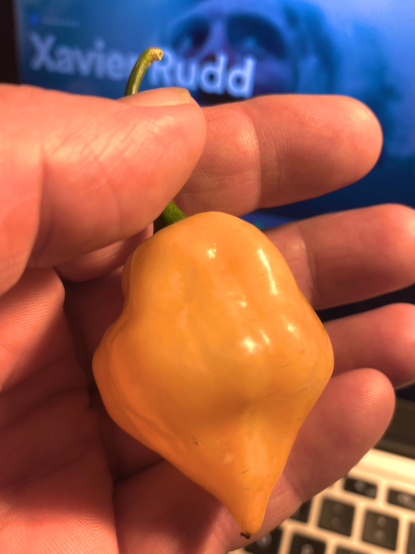 Seeds - Trinidad Scorpion Peach