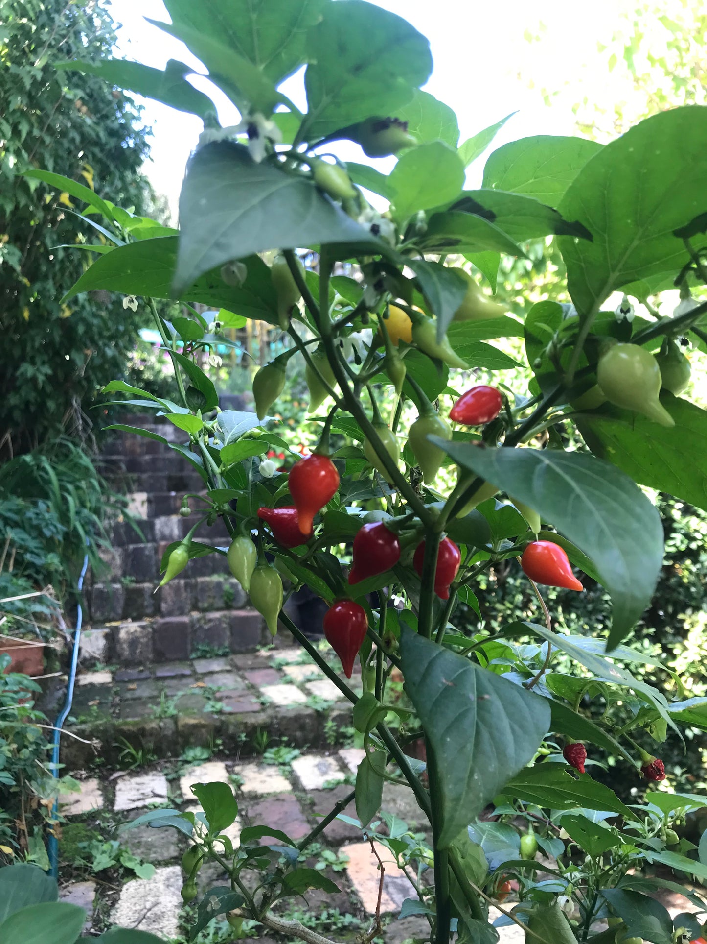 Seeds - Biquinho Iracema