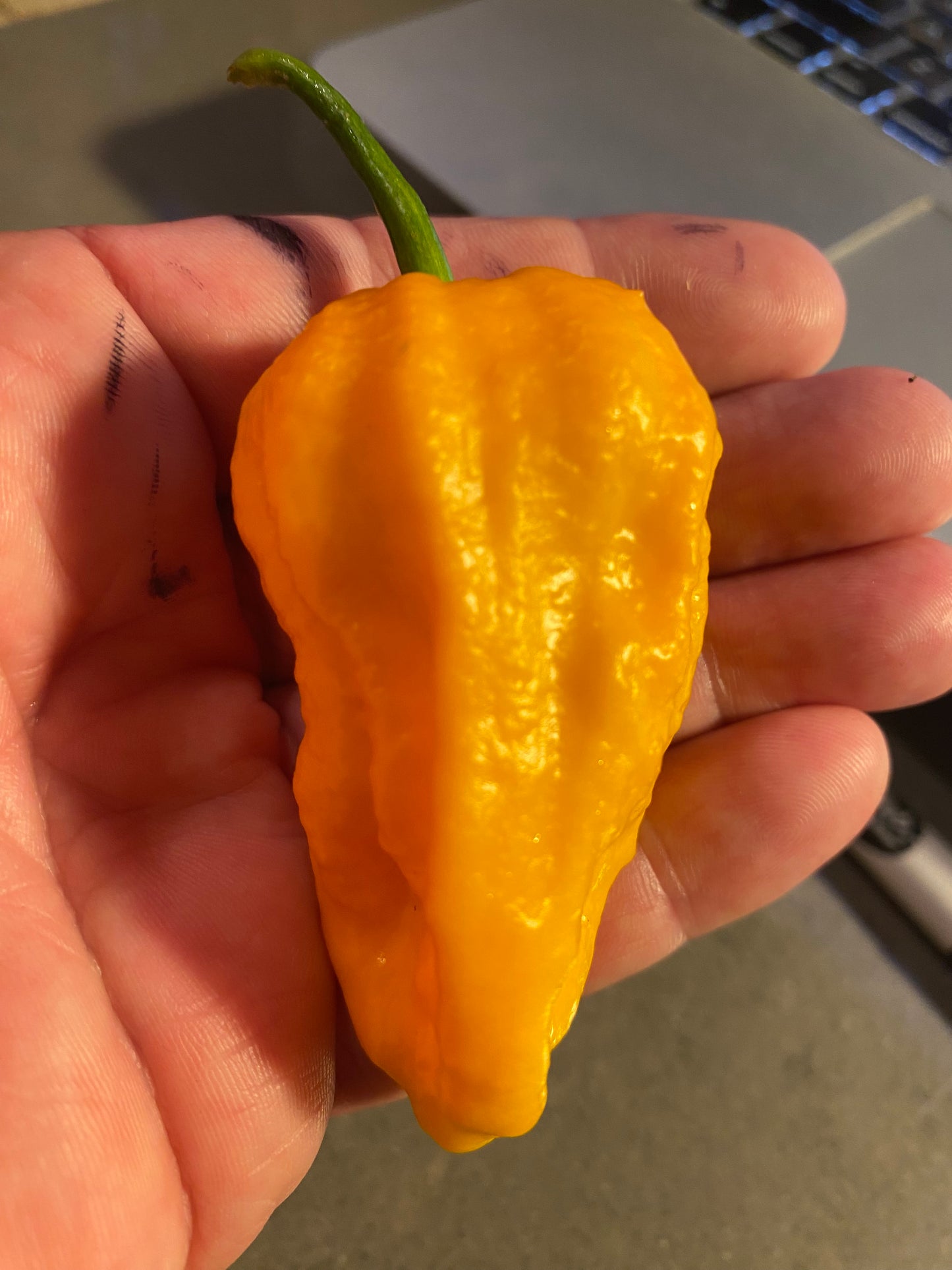 Seeds - Big Yellow Mamma