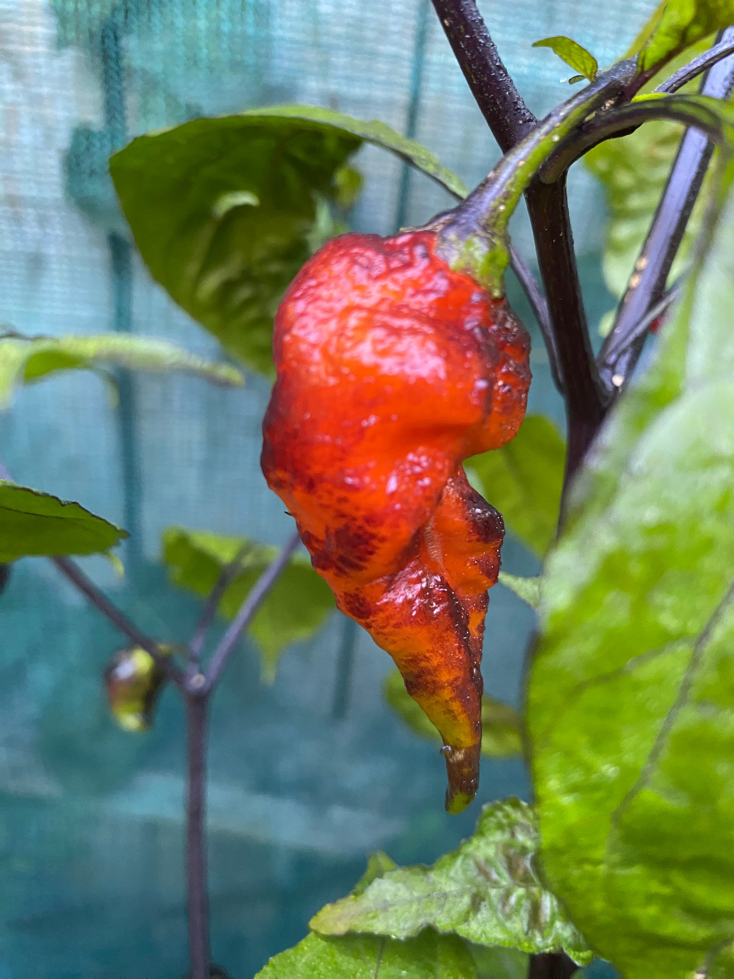 Seeds - Pimenta Leopard