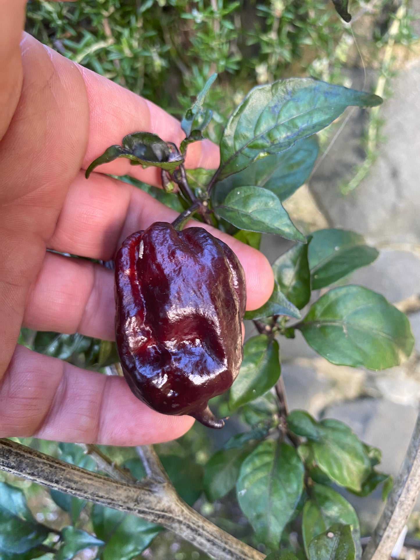 Seeds - Yaki Blue