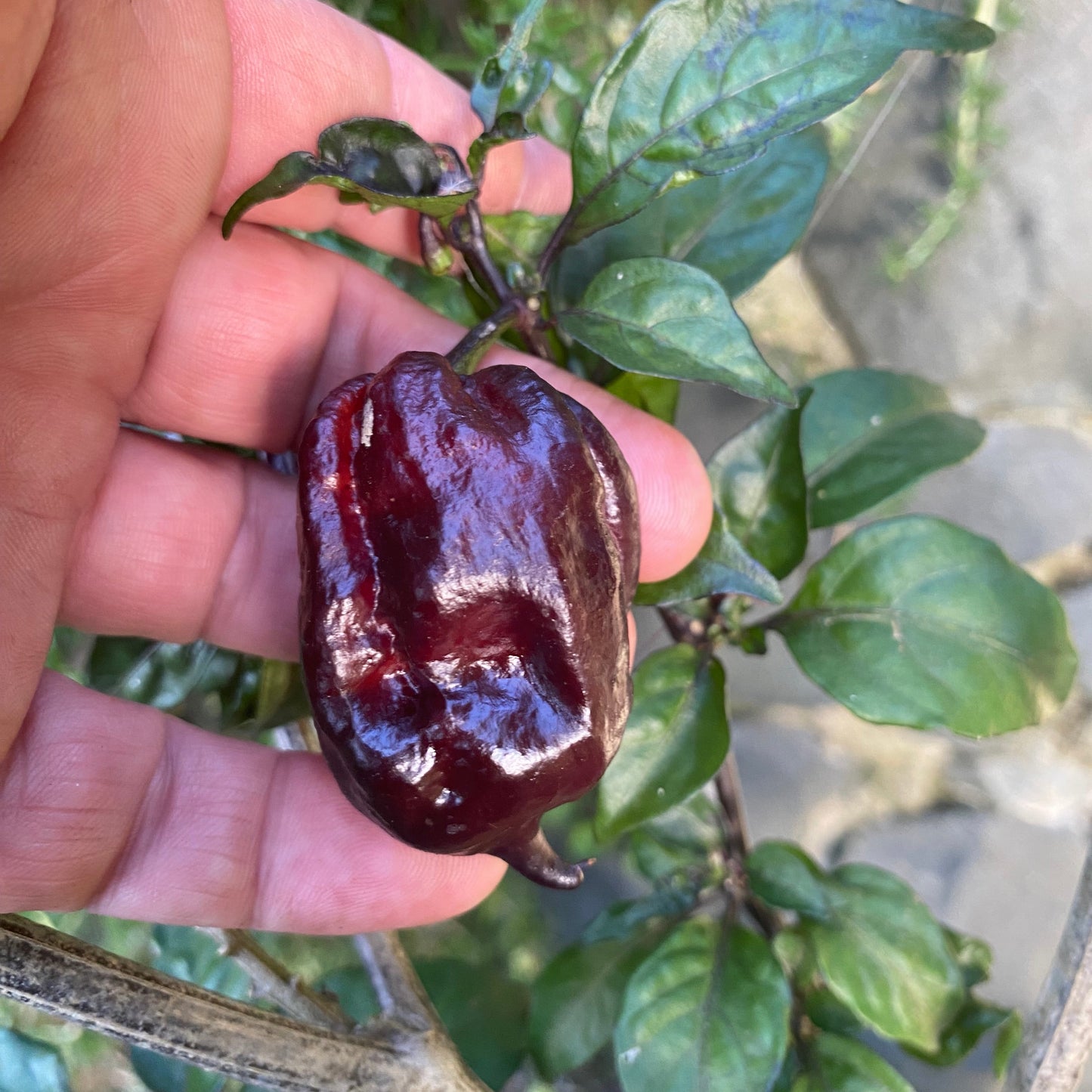 Seeds - Yaki Blue