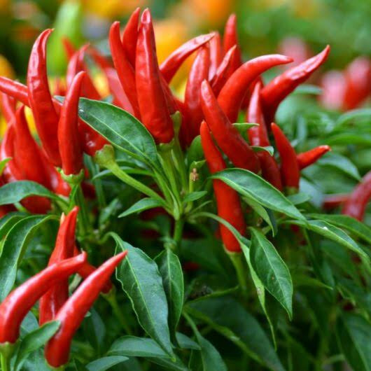 Seeds - Birds Eye Red