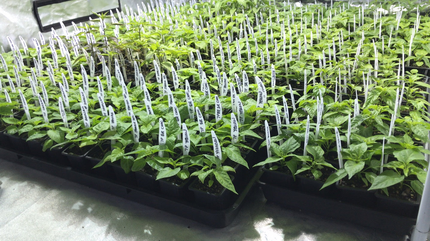 Seedlings