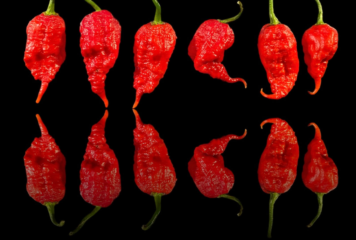 Seeds - Primotalii