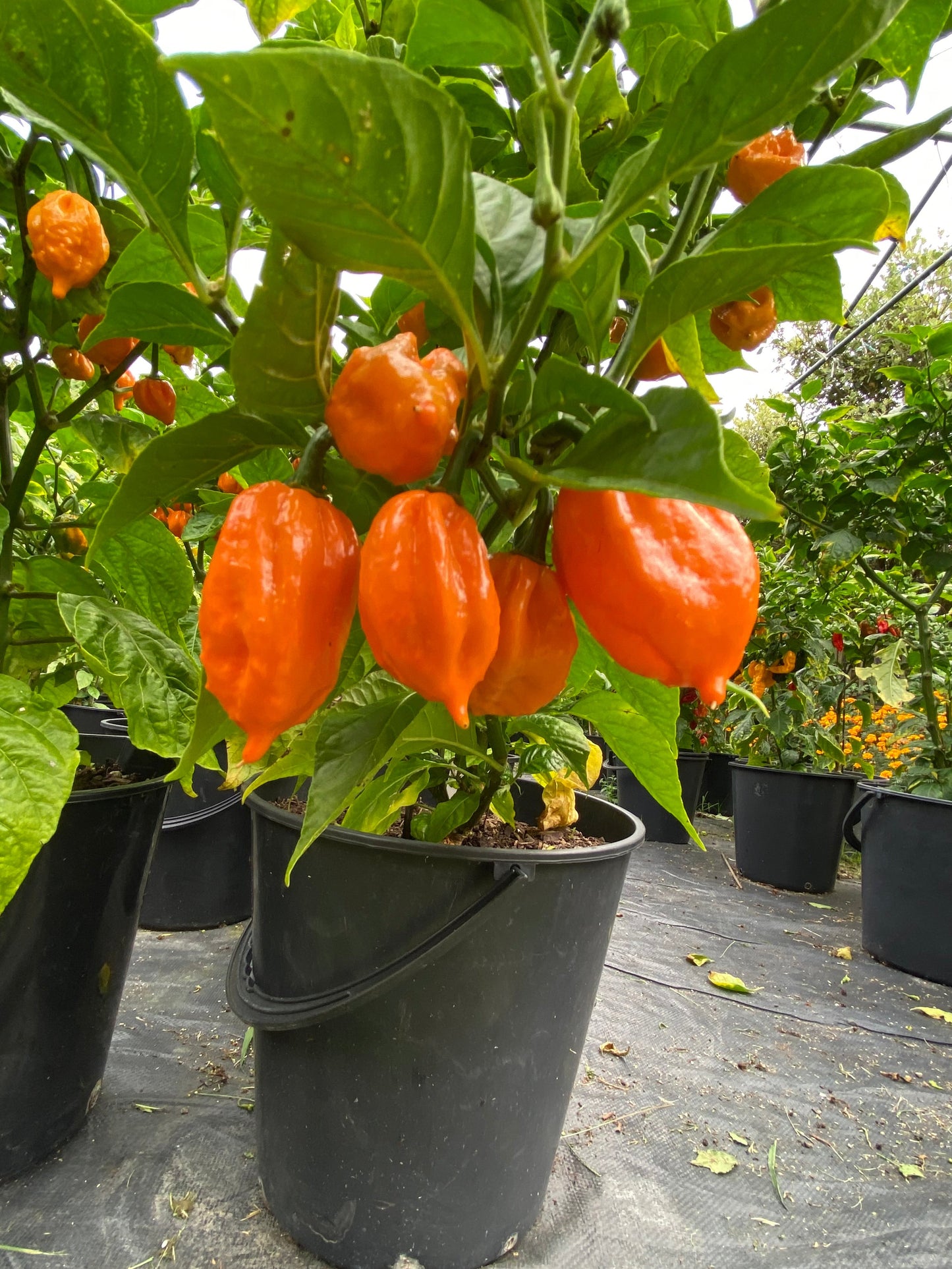 Seeds - Peach Moruga Scorpion