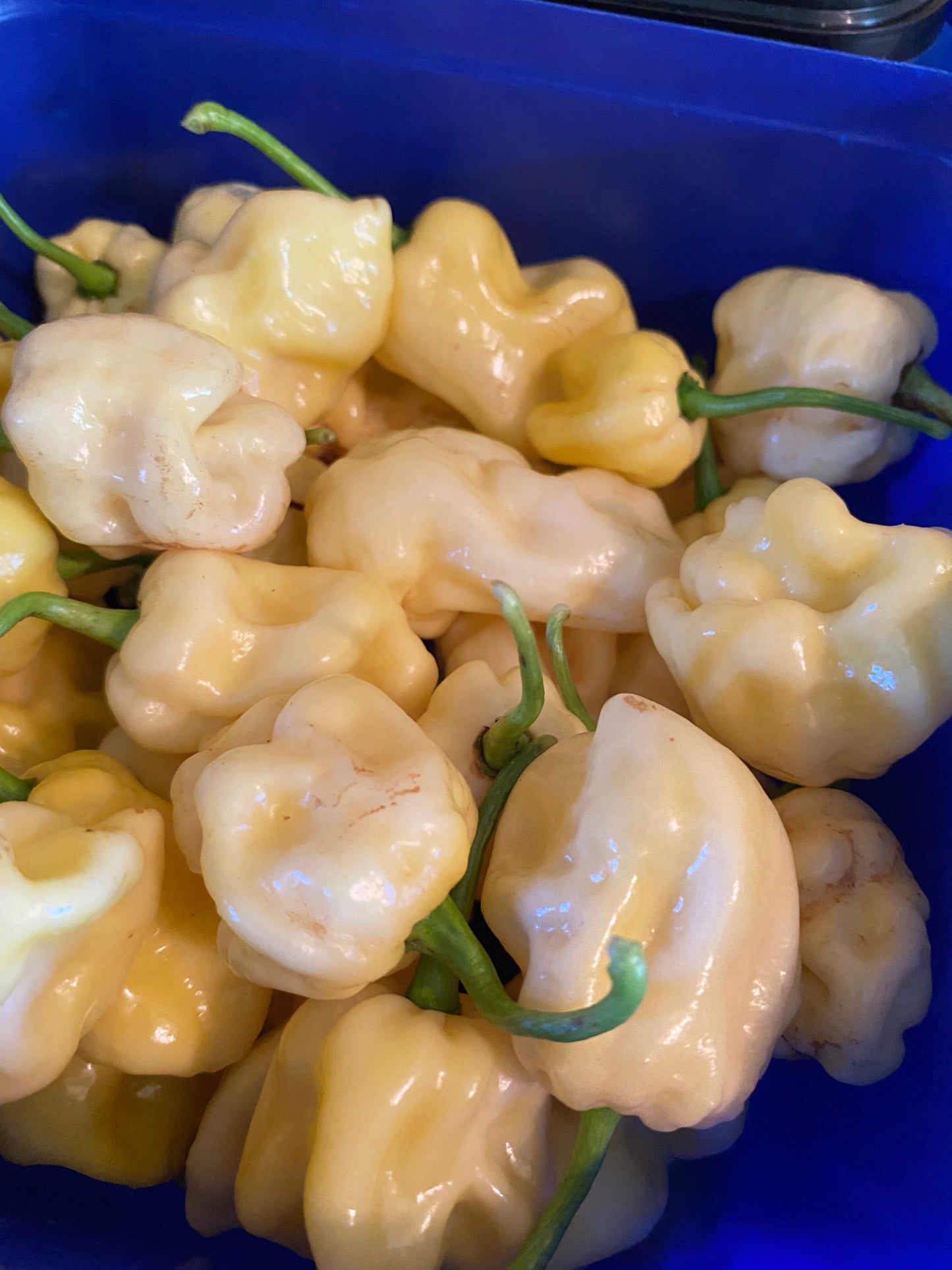 Seeds Carolina Reaper x SRTSL Chilleez NZ