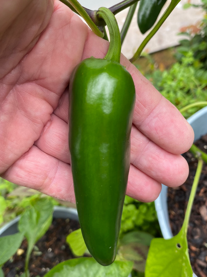 Seeds - Jalapeños