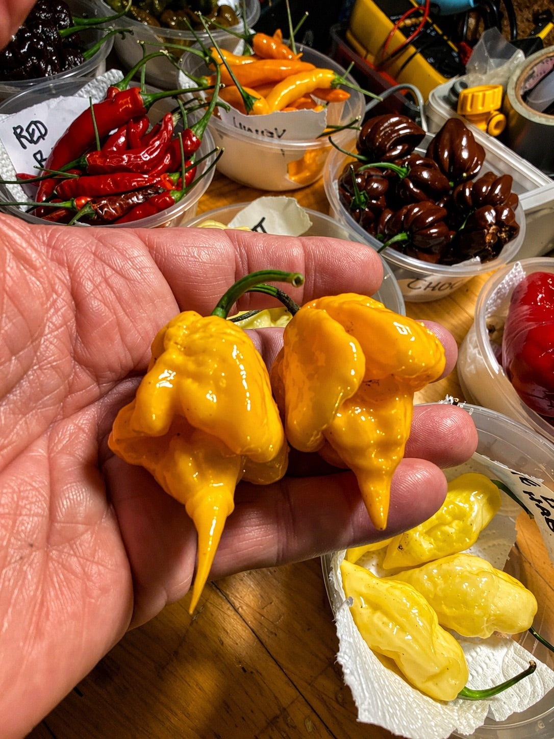 Seeds - Carolina Reaper Golden