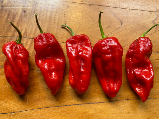Seeds - Jays Red Scorpion x Ghost