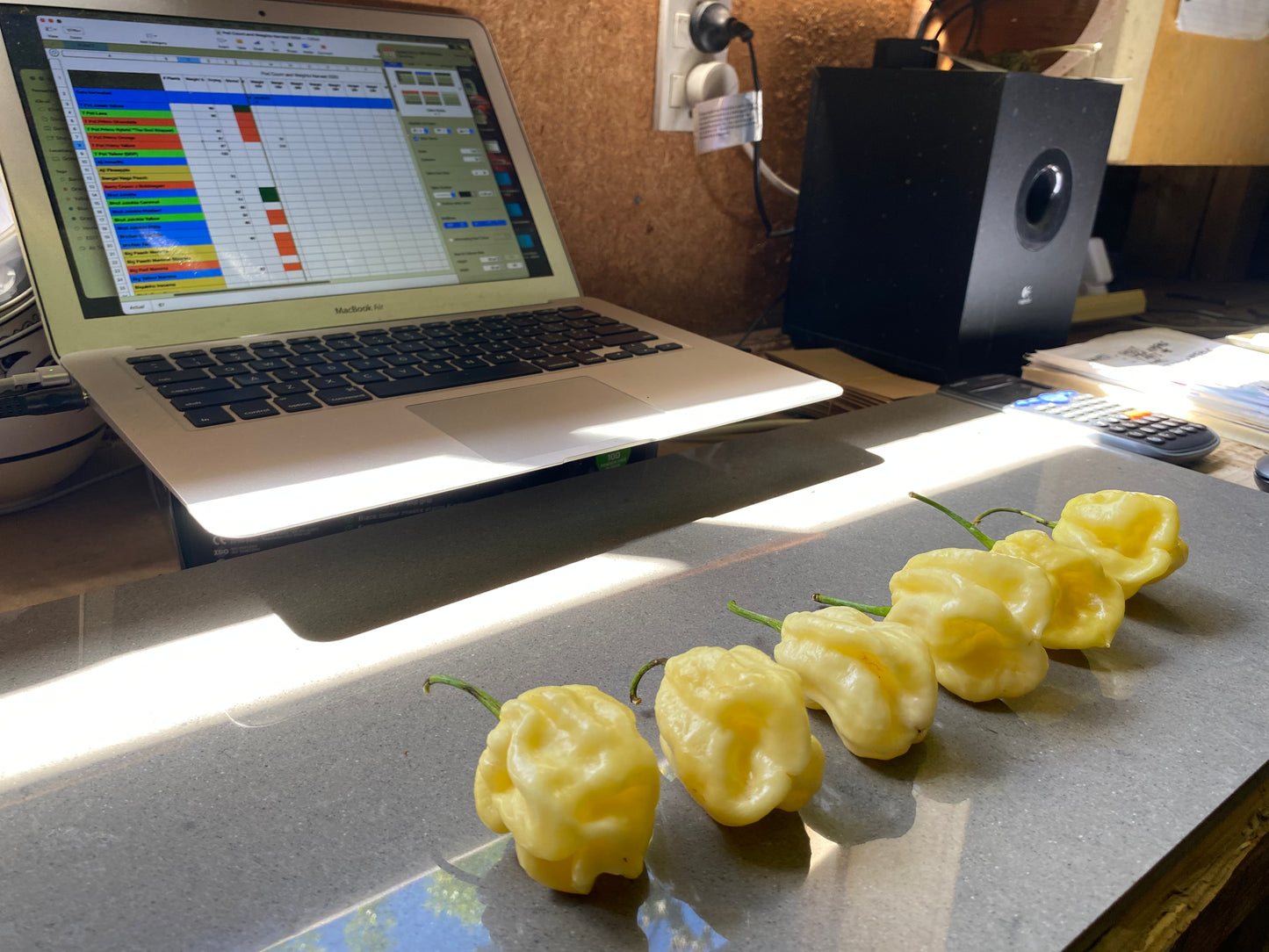 Seeds Carolina Reaper x SRTSL Chilleez NZ