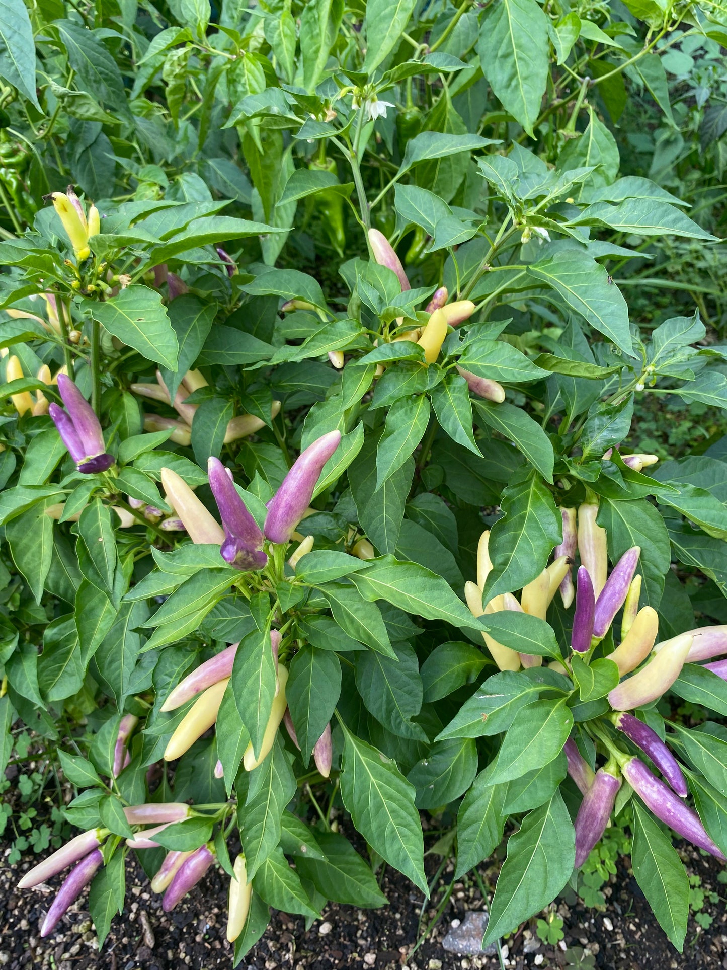 Seeds - Khang Star Thai White