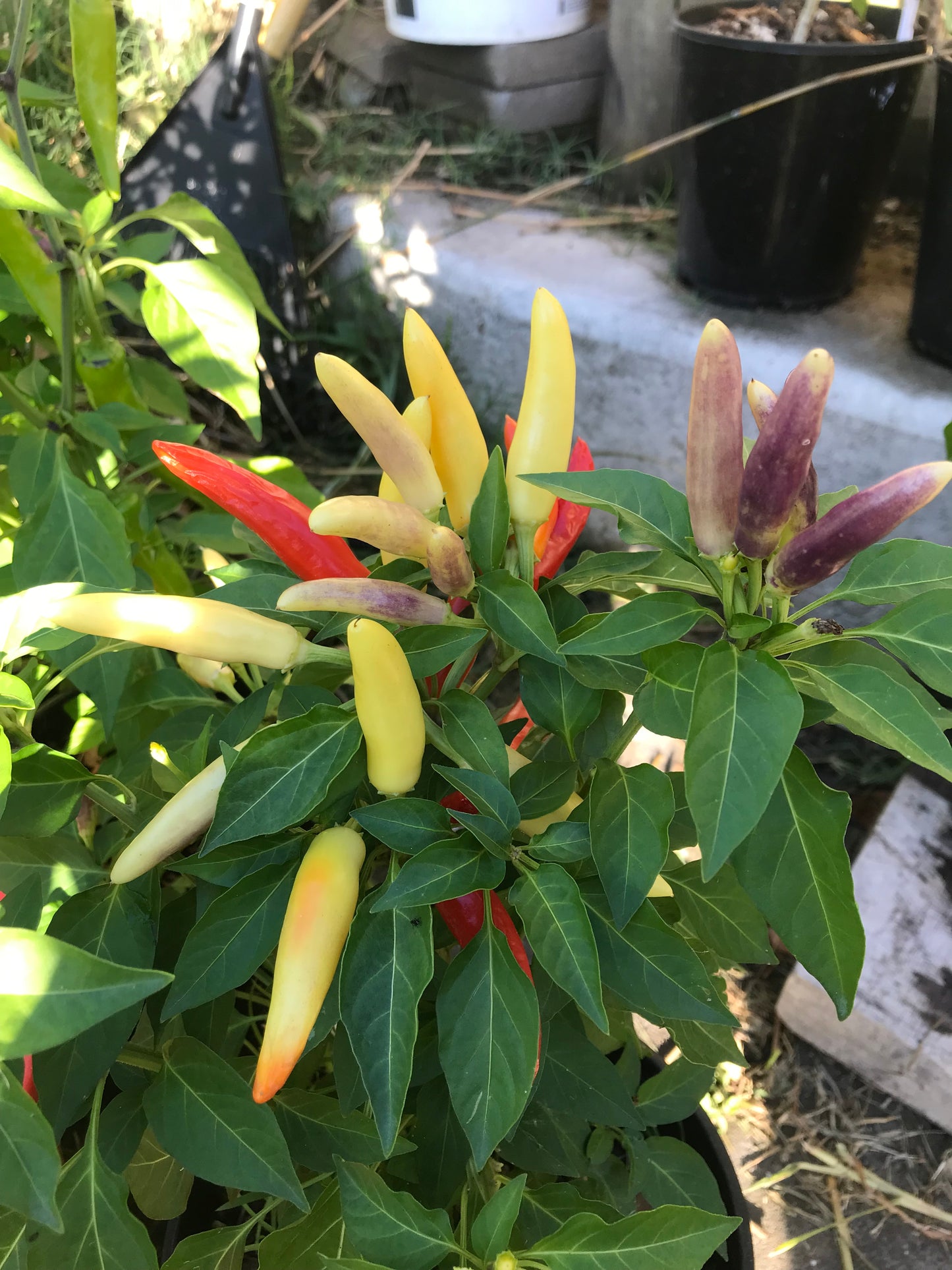 Seeds - Khang Star Thai White