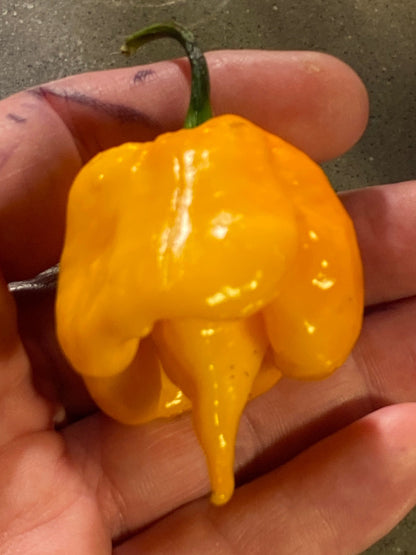 Seeds -Golden Reaper