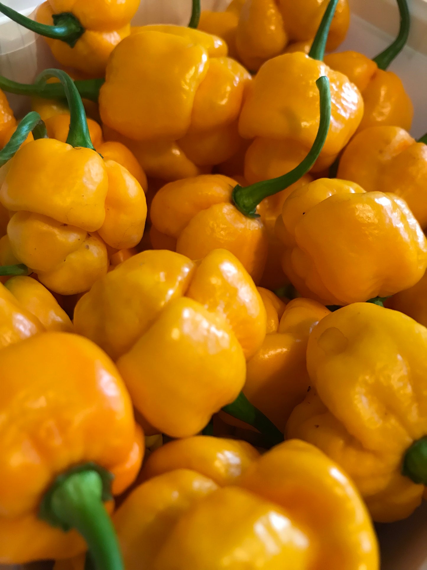Seeds - 7 Pot Brain Strain Yellow