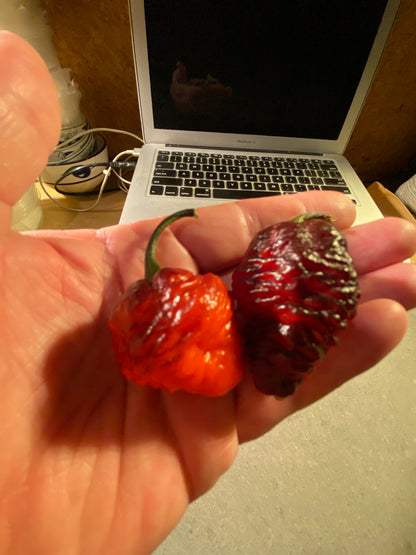 Seeds - 7 Pot BBG Purple - Black >Red Pheno